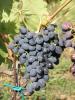 Click for 2 image(s) for this accession. Fruit